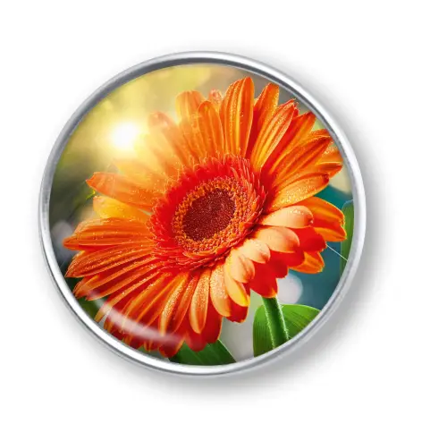 Artikelbild des Artikels “qles Click Gerbera “